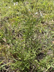 Syncolostemon concinnus