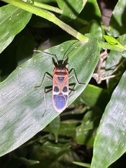 Physopelta gutta gutta