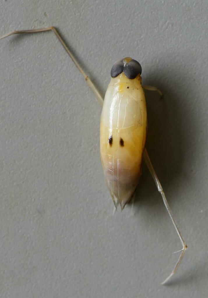 Nychia from Ugu District Municipality, South Africa on February 16 ...