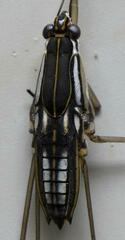 Limnogonus hypoleucus