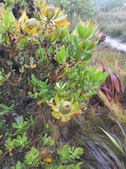 Leucadendron strobilinum