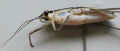 Limnogonus hypoleucus