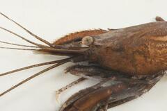 Macrobrachium scabriculum