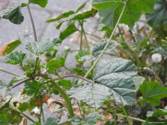 Malva nicaeensis