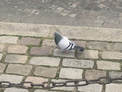 Columba livia domestica