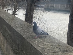 Columba livia domestica