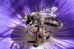 Melitta haemorrhoidalis