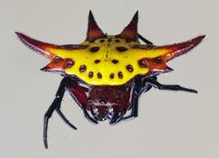 Gasteracantha versicolor