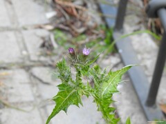Carduus tenuiflorus