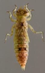 Paragomphus genei
