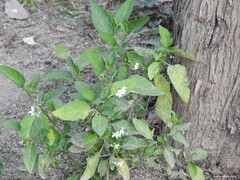 Solanum nigrum