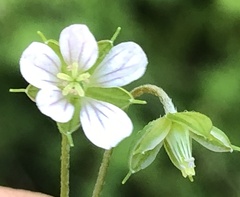 Geranium homeanum