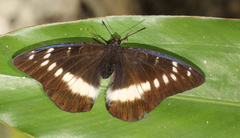 Lexias aeropus