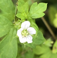 Geranium homeanum