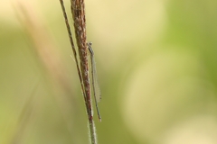 Aciagrion approximans