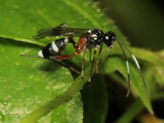 Goryphus