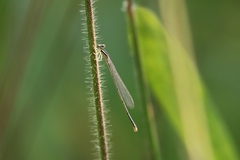 Aciagrion approximans