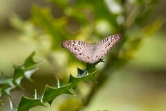 Junonia atlites atlites