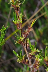Cliffortia repens