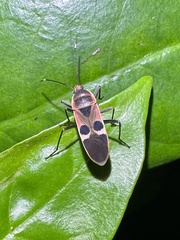 Physopelta gutta gutta