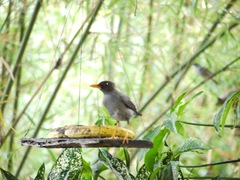 Turdus aurantius