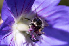 Melitta haemorrhoidalis