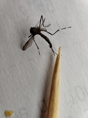 Insecta