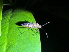 Physopelta gutta gutta