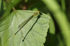 Ceriagrion fallax