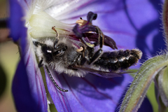 Melitta haemorrhoidalis