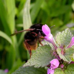 Bombus ruderarius