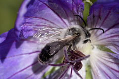 Melitta haemorrhoidalis