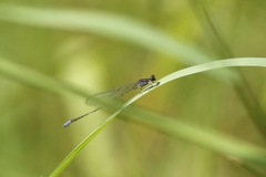 Aciagrion approximans