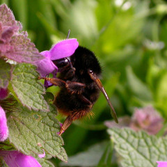 Bombus ruderarius