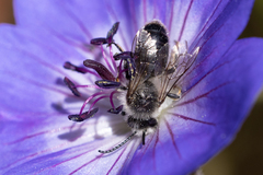 Melitta haemorrhoidalis