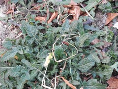 Diplotaxis erucoides