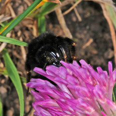 Bombus ruderarius