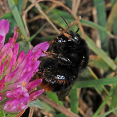 Bombus ruderarius