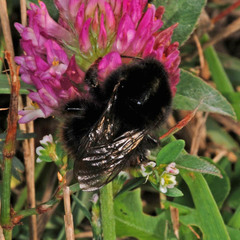 Bombus ruderarius
