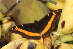 Lexias aeropus