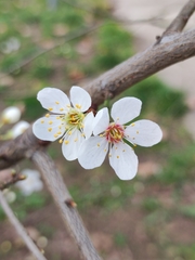 Prunus