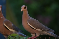 Patagioenas corensis