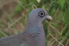 Patagioenas corensis