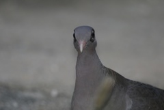 Patagioenas corensis
