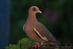 Patagioenas corensis