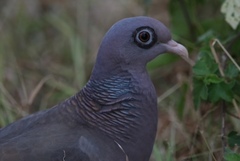 Patagioenas corensis
