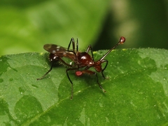 Cyrtodiopsis dalmanni