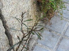 Symphyotrichum subulatum squamatum