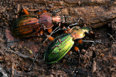 Carabus auronitens festivus