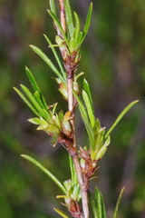 Cliffortia repens